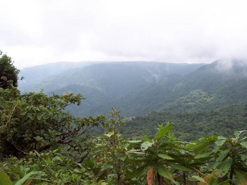 Costa Rican cloud forest near
                the continental gap